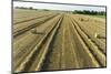 Aerial view of rows of wheat straw before baling and round bales, Marion County, Illinois-Richard & Susan Day-Mounted Photographic Print