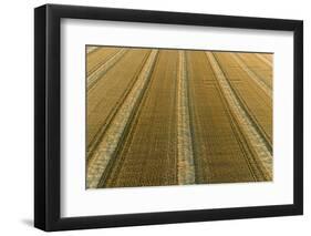 Aerial view of rows of wheat straw before baling, Marion County, Illinois-Richard & Susan Day-Framed Photographic Print