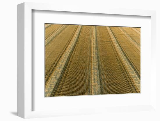 Aerial view of rows of wheat straw before baling, Marion County, Illinois-Richard & Susan Day-Framed Photographic Print