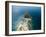 Aerial View of Sant'angelo in Ischia Island in Italy-Filipe Frazao-Framed Photographic Print