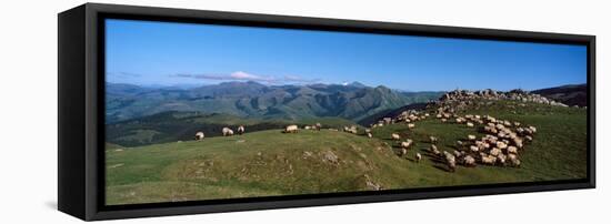Aerial view of sheep on mountain, Pilgrim Road to Santiago de Compostela, Iraty Mountain, Basque...-null-Framed Stretched Canvas