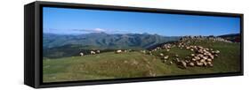 Aerial view of sheep on mountain, Pilgrim Road to Santiago de Compostela, Iraty Mountain, Basque...-null-Framed Stretched Canvas