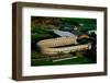 Aerial View of Soldiers Field, home of Harvard Crimson, Harvard, Cambridge, Boston, MA-null-Framed Photographic Print