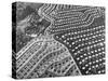 Aerial View of Suburban Housing Development Outside of Philadelphia-Margaret Bourke-White-Stretched Canvas