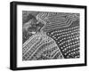Aerial View of Suburban Housing Development Outside of Philadelphia-Margaret Bourke-White-Framed Photographic Print