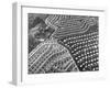 Aerial View of Suburban Housing Development Outside of Philadelphia-Margaret Bourke-White-Framed Photographic Print