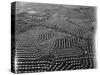 Aerial View of Suburban Housing Development Outside of Philadelphia-Margaret Bourke-White-Stretched Canvas