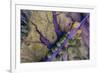 Aerial view of the Coastal Highway, HWY 101, Olympic Peninsula, Washington State, USA-Panoramic Images-Framed Photographic Print