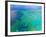 Aerial View of the Great Barrier Reef, Queensland, Australia-Miva Stock-Framed Photographic Print