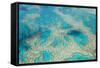 Aerial View of the Great Barrier Reef, Queensland, Australia-Peter Adams-Framed Stretched Canvas