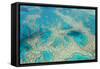 Aerial View of the Great Barrier Reef, Queensland, Australia-Peter Adams-Framed Stretched Canvas