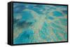 Aerial View of the Great Barrier Reef, Queensland, Australia-Peter Adams-Framed Stretched Canvas