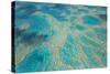 Aerial View of the Great Barrier Reef, Queensland, Australia-Peter Adams-Stretched Canvas