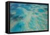 Aerial View of the Great Barrier Reef, Queensland, Australia-Peter Adams-Framed Stretched Canvas