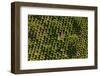 Aerial View of the Tree Plantation in Poland-Mariusz Szczygiel-Framed Photographic Print