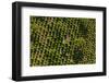 Aerial View of the Tree Plantation in Poland-Mariusz Szczygiel-Framed Photographic Print