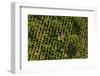 Aerial View of the Tree Plantation in Poland-Mariusz Szczygiel-Framed Photographic Print