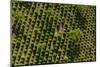 Aerial View of the Tree Plantation in Poland-Mariusz Szczygiel-Mounted Photographic Print