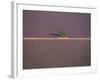 Aerial View of Tree in Lavender Field, Baronnies, Provence, France-Jean E. Roche-Framed Photographic Print