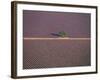 Aerial View of Tree in Lavender Field, Baronnies, Provence, France-Jean E. Roche-Framed Photographic Print