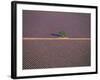 Aerial View of Tree in Lavender Field, Baronnies, Provence, France-Jean E. Roche-Framed Photographic Print