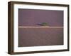 Aerial View of Tree in Lavender Field, Baronnies, Provence, France-Jean E. Roche-Framed Photographic Print