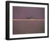 Aerial View of Tree in Lavender Field, Baronnies, Provence, France-Jean E. Roche-Framed Photographic Print