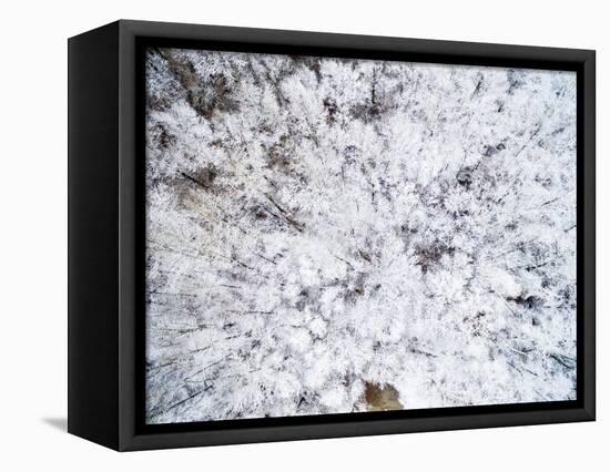 Aerial view of trees covered by snow, Marion Co., Illinois, USA-Panoramic Images-Framed Stretched Canvas