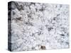 Aerial view of trees covered by snow, Marion Co., Illinois, USA-Panoramic Images-Stretched Canvas