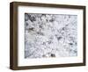 Aerial view of trees covered by snow, Marion Co., Illinois, USA-Panoramic Images-Framed Photographic Print