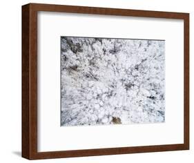 Aerial view of trees covered by snow, Marion Co., Illinois, USA-Panoramic Images-Framed Photographic Print