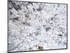 Aerial view of trees covered by snow, Marion Co., Illinois, USA-Panoramic Images-Mounted Photographic Print