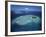 Aerial View of Tropical Island, Tavarua Island, Fiji-Neil Farrin-Framed Photographic Print