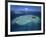 Aerial View of Tropical Island, Tavarua Island, Fiji-Neil Farrin-Framed Photographic Print