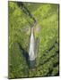 Aerial View of Waterfall in Waimea Canyon-Terry Eggers-Mounted Photographic Print