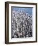 Aerial View of Western District of Hong Kong-Yang Liu-Framed Premium Photographic Print