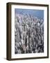 Aerial View of Western District of Hong Kong-Yang Liu-Framed Photographic Print