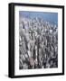 Aerial View of Western District of Hong Kong-Yang Liu-Framed Photographic Print