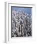 Aerial View of Western District of Hong Kong-Yang Liu-Framed Photographic Print