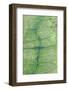 Aerial view of wetland habitat, Okavango Delta, Botswana-Jean Hosking-Framed Photographic Print