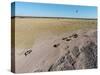 Aerial View of Wildebeest, Khama Rhino Reserve-Paul Souders-Stretched Canvas