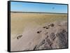 Aerial View of Wildebeest, Khama Rhino Reserve-Paul Souders-Framed Stretched Canvas