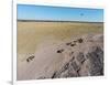 Aerial View of Wildebeest, Khama Rhino Reserve-Paul Souders-Framed Photographic Print