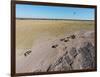 Aerial View of Wildebeest, Khama Rhino Reserve-Paul Souders-Framed Photographic Print