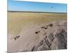 Aerial View of Wildebeest, Khama Rhino Reserve-Paul Souders-Mounted Photographic Print