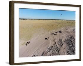 Aerial View of Wildebeest, Khama Rhino Reserve-Paul Souders-Framed Photographic Print