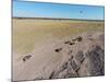 Aerial View of Wildebeest, Khama Rhino Reserve-Paul Souders-Mounted Photographic Print