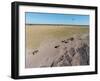 Aerial View of Wildebeest, Khama Rhino Reserve-Paul Souders-Framed Photographic Print