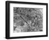 Aerial View of Zurich-Charles Rotkin-Framed Photographic Print