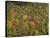 Aerial View over Autumnal Forest Canopy, Near Green Knob, Blue Ridge Parkway, North Carolina, USA-James Green-Stretched Canvas